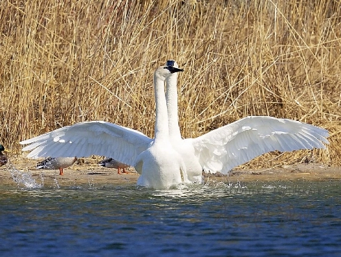 Tundra Swan